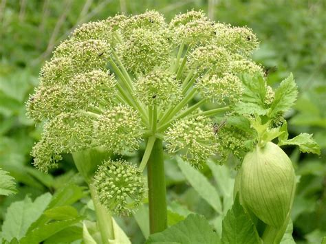 Angelica (Anglica Archangelica)